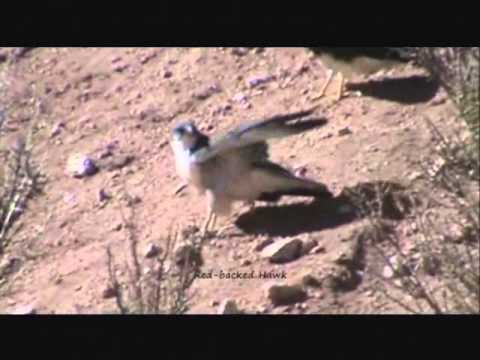 Video Image
