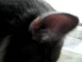meow
