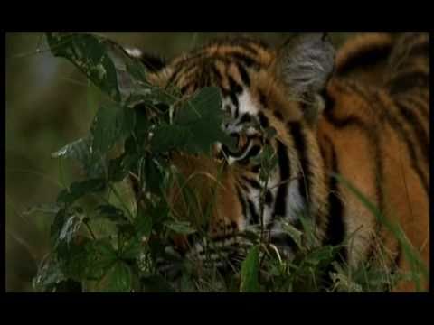 Tigers - This is part 1 of a 40 minute film on saving tigers by wildlife and conservation filmmaker, Shekar Dattatri. To see Part 2 and Part 3, go to www.youtube.com/...
