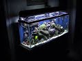 update on my 55 saltwater aquariumlivestock:1 cleaner shrimp3 blue green cromis1 copperband butterfly 1 yello tang1 flame angel1 royal gramma1 goldbar maroon clownhermitssnailscorals:frogspawnxeniachilli coralzoesgreen star polypsfavite brainrefugium w/cheato algea and a marienland 160 canister filter 