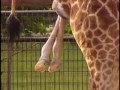Giraffe Labor