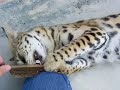 African servals getting frisky! African servals getting frisky!