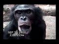 BONOBO RECOGNIZES HERSELF IN CAMERA VIEWER