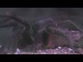 Pet Tarantula Care : Tarantula Behaviors
