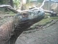 Komodo Dragon Kill and Eats Chicken AGAIN