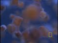 Stunning Jellyfish Stunning Jellyfish