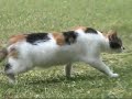 Prissy