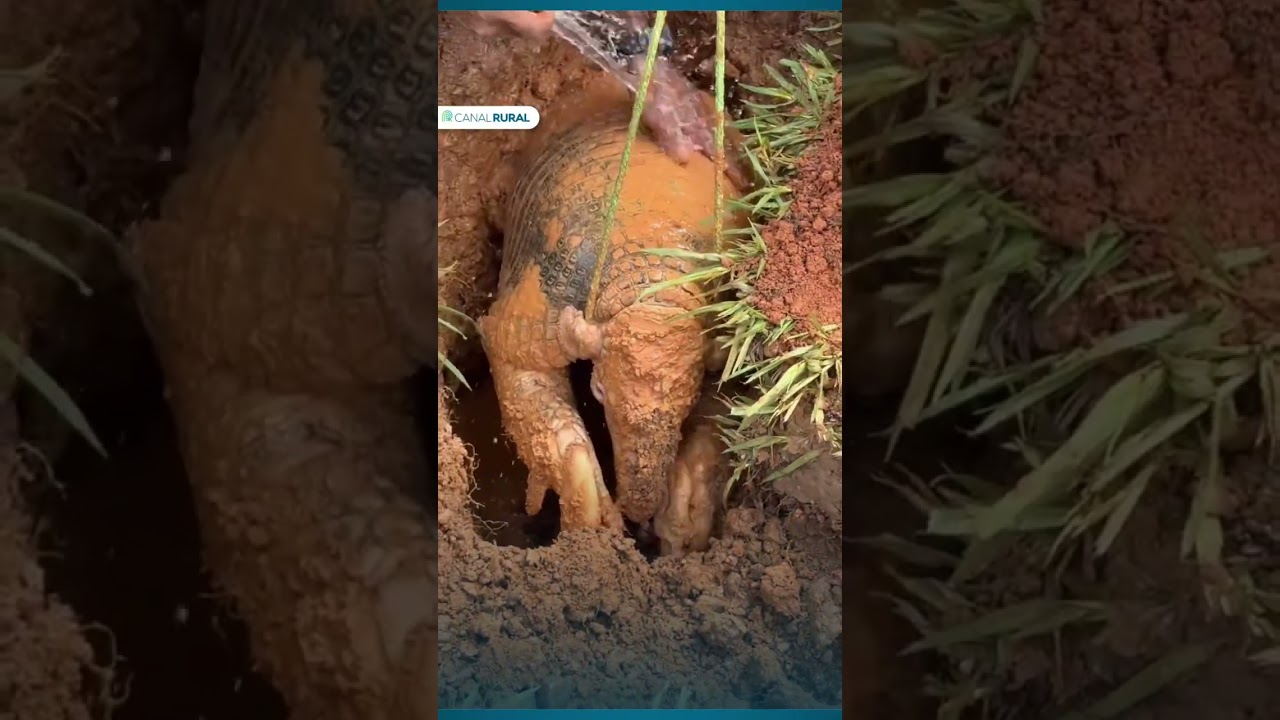 Tatu é retirado e solto em segurança