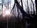 videos de JOHN DEERE AND HIS TREE