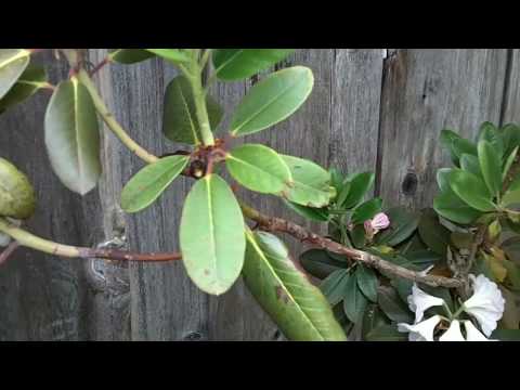 how to care for p.j.m. rhododendron
