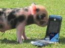 Pet pigs and a penguin in a wetsuit