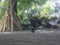 bird and cat playing