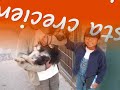 Felices adopciones