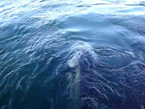 See video