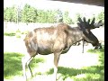 Hirvi� 14.07.2006
