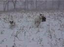 Snow mouse... Snow mouse...