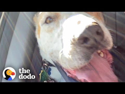 Dog Who Lived In A Shelter Since 2015 Goes Home For The First Time | The Dodo