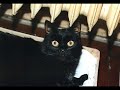 My Pets - The Way Old Friends Do (ABBA)