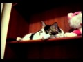 Cat Michita is watching her Yukke friend in the computer