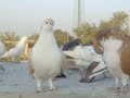 Piegon in di khan