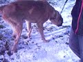 dogs_tr karadeniz ere?li