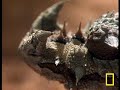Thorny Devil