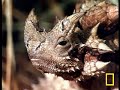 El diablo espino australiano
