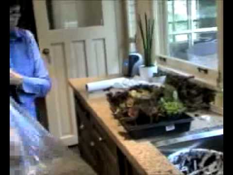 how to transplant coleus