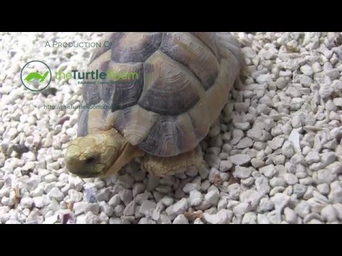 YouTube reptile video