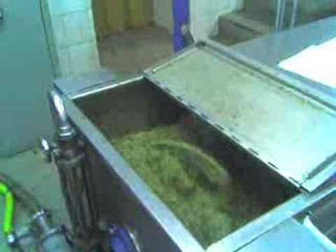 Pressing Olive Oil in Tuscany