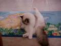 Miff and Bubu