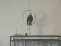 Tui African Grey Parrot on a swing, makes own wind effects Tui African Grey Parrot on a swing, makes own wind effects