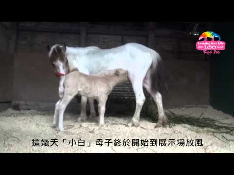 迷你馬添丁 New Born Domestic Pony
