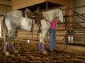 Odie-broke all-around gelding,great for playdays,super quiet