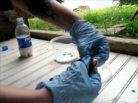 how to cure owl wings