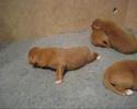 Kaja X Bomber pups - 1 week old Kaja X Bomber pups - 1 week old