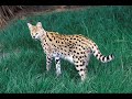 Ramdom Animals