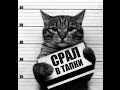 Смешные коты. Лучшие приколы / Funny cats compilation. Подборка #2