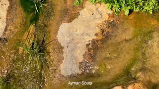 وادي قانا / سلفيت Palestine