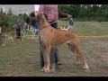 Lithuania Great Danes club show