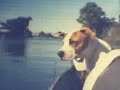 pit bull amstaf pit bull amstaf