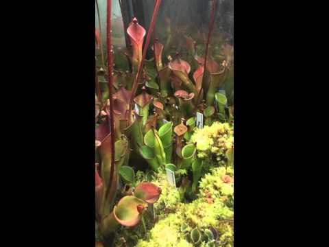 how to replant a terrarium