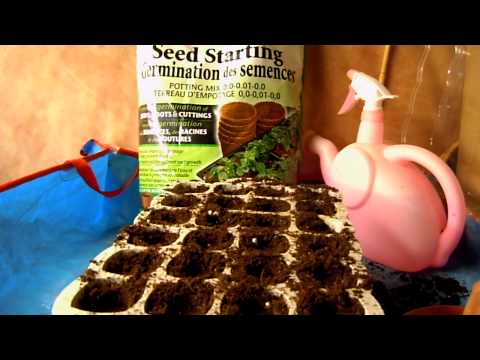 how to harvest papaya seeds