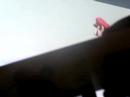 How to play Super Smash bros Brawl. How to play Super Smash bros Brawl.