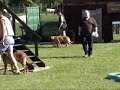 nierlenders exx obedience trial