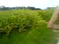 the maize maze part 3