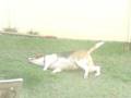 Buster the Beagle