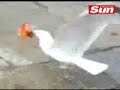 Gaviota ladrona mission impossible remix LOL