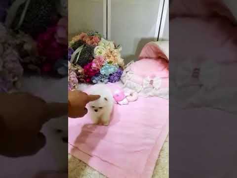 Sprinkles White Pomeranian
