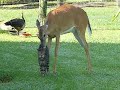 Young Deer Bathing Kitty